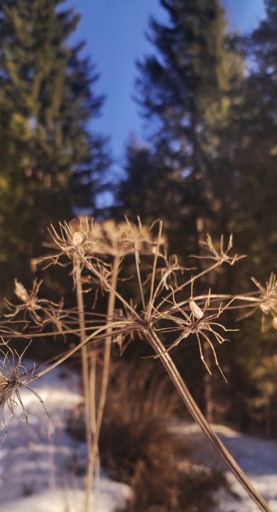 Ikigai: felice senza alzarti presto al mattino