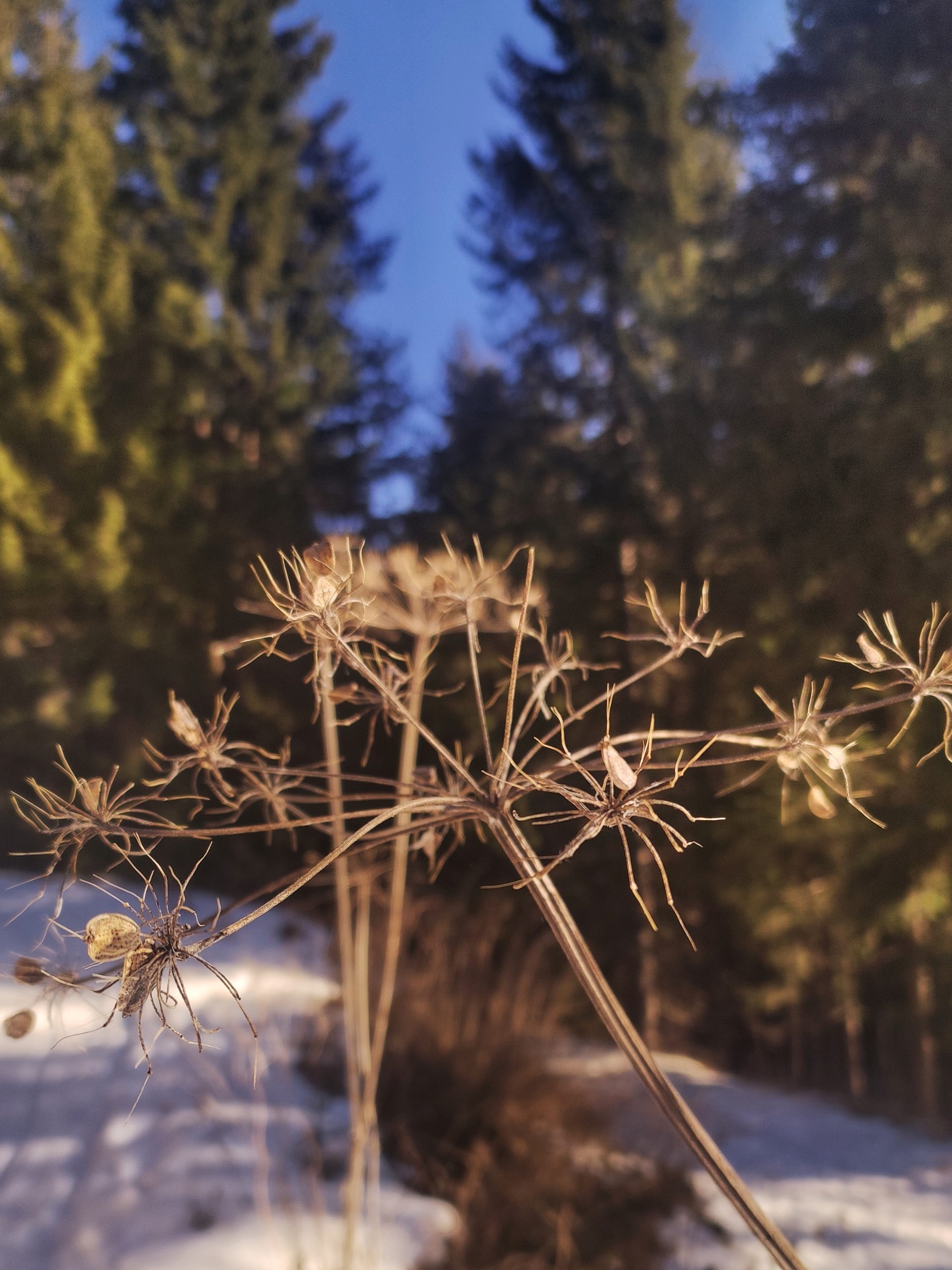 Ikigai: felice senza alzarti presto al mattino