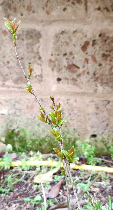 Naming: definizione e caratteristiche