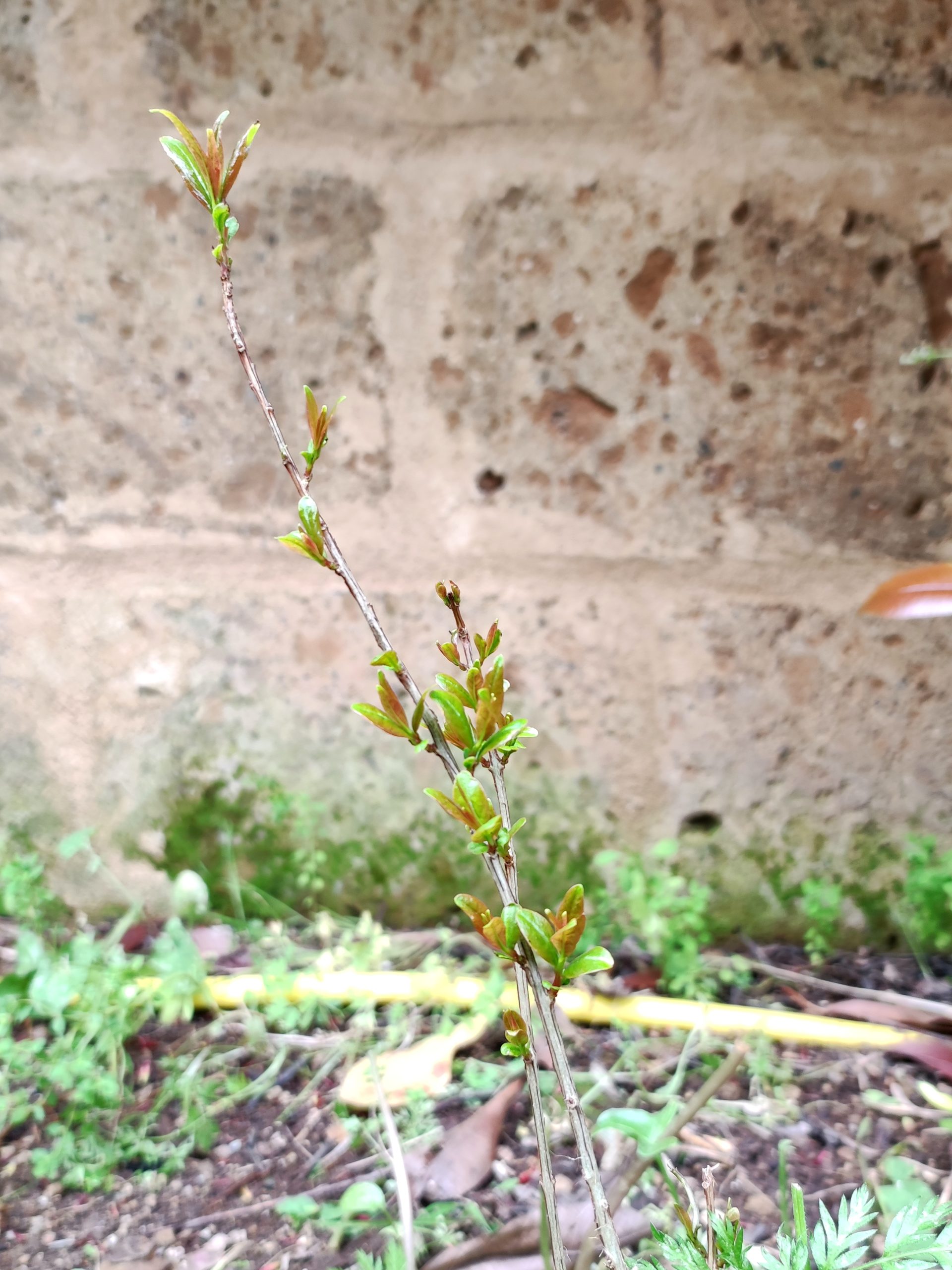 Naming: definizione e caratteristiche