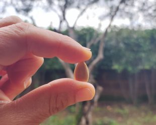 Tengo un seme di zucca tra il pollice e l'indice, si vede un albero di ulivo sullo sfondo. Seme come metafora di un nome che cresce rigoglioso nel terreno dello storytelling