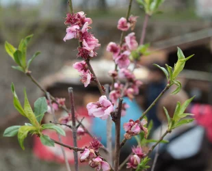 Per la copertina dell'articolo sul metodo WOOP ho scelto una ramo di fiori di pesco; in questa foto si trova in primo piano e sullo sfondo c'è una costruzione colorata, sfocata. Entrambi sono simboli della volontà di realizzare i propri desideri.