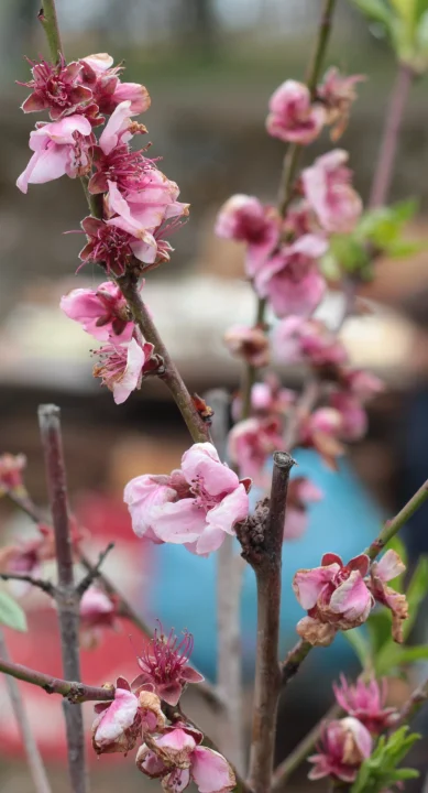 Realizza i tuoi desideri grazie al metodo WOOP